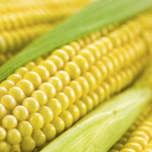 Colorado GMO corn
