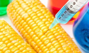 a Needle Stuck In A Corn Cob | Michigan Syngenta Lawsuit