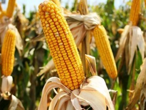 A Corn Field | Ohio Syngenta Lawsuit