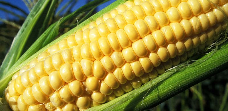 Corn Cob Image | Syngenta GMO Lawsuit