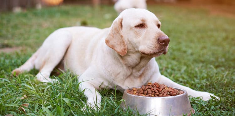 Dog Eating Dog Food | Recall