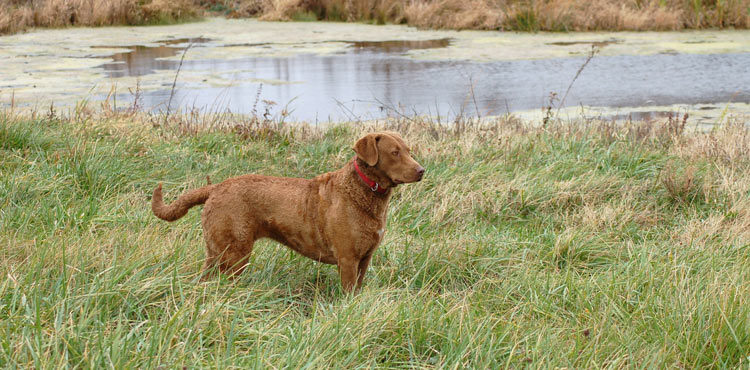 Hunting Dog – GPS Dog Collar Lawsuit