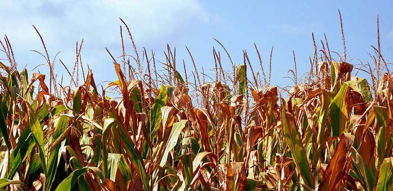 A Corn Field | Florida Syngenta Lawyer