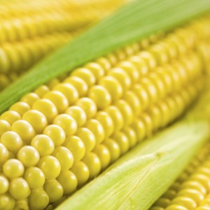 Texas gmo corn