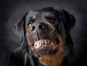 Iowa Dog Bite Attorney